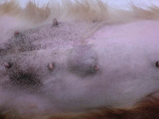 犬の乳腺腫瘍 ワンちゃんのおなかのしこりにご注意 かそり動物病院のブログ
