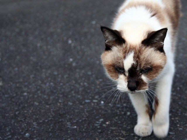 やせたねこ