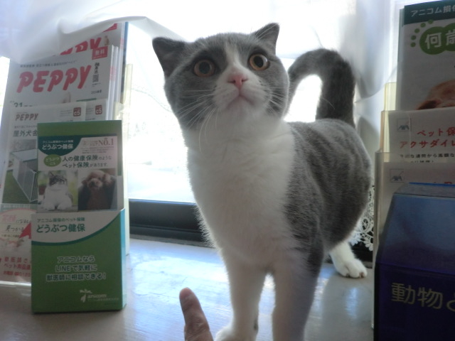 neko