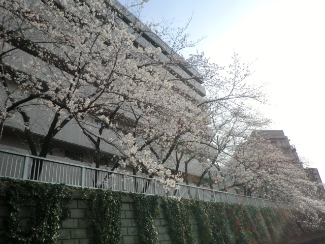 hanami