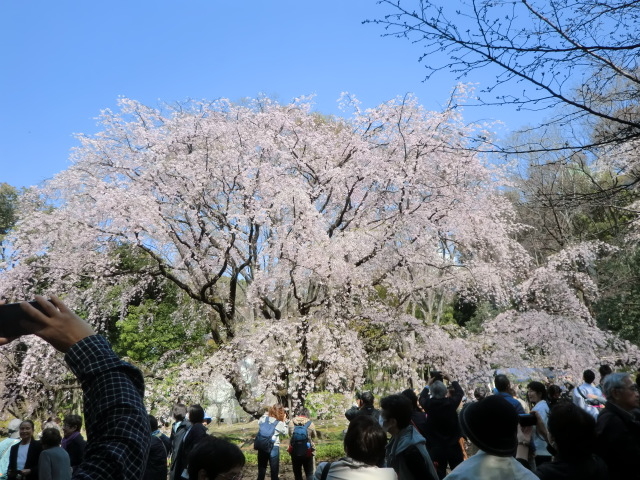 hanami