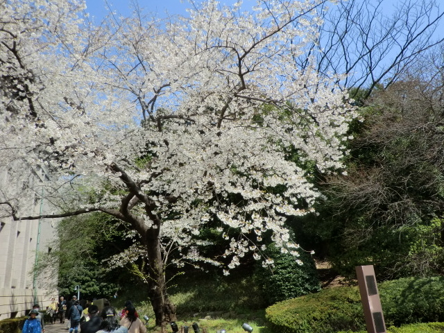 hanami