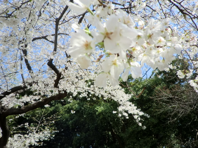 hanami