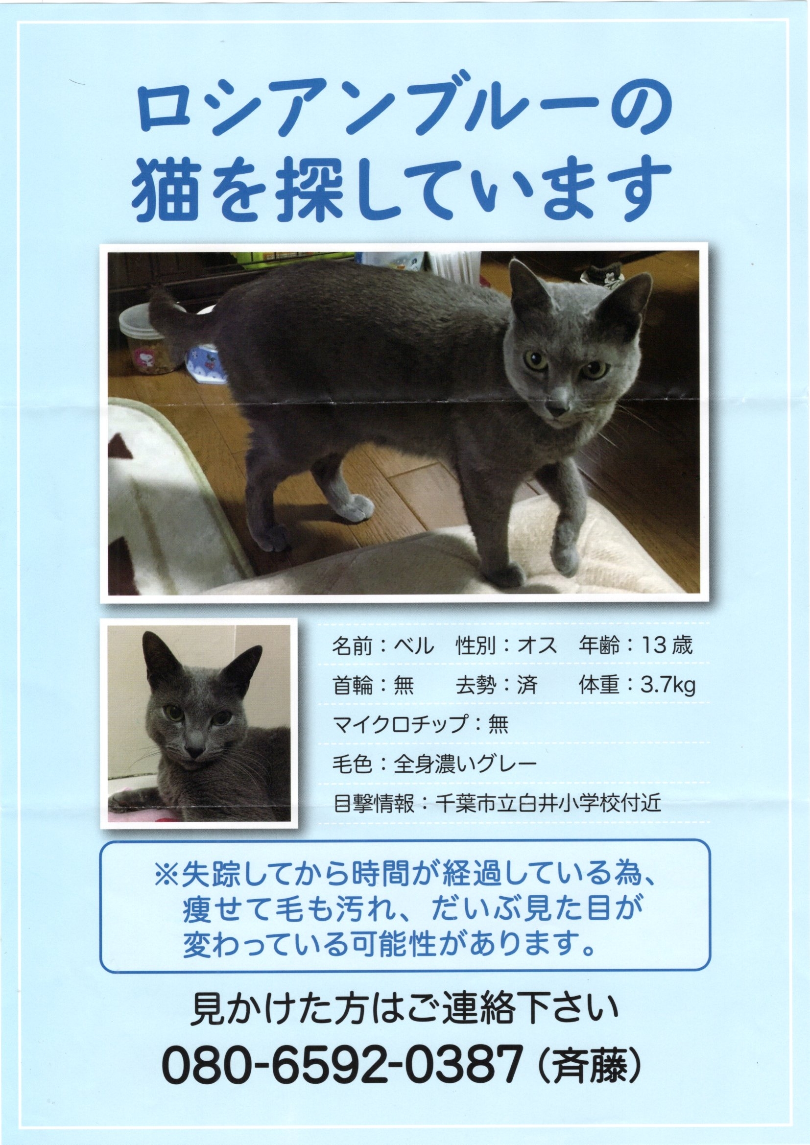 迷い猫